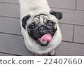 Dog's smile 22407660