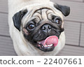 Dog face up 22407661
