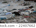 Look for food on the garbage beach 22407662