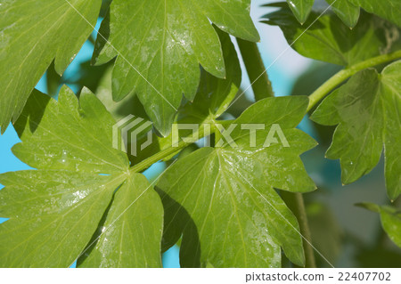 Lovage leaves - Levisticum officinale 22407702