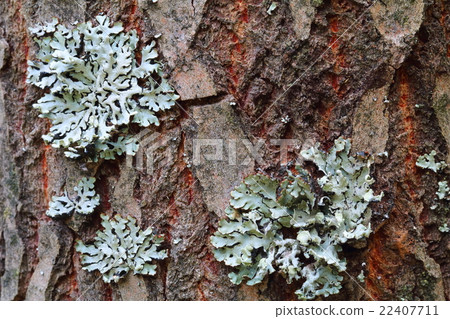 Lichen, Hypogymnia physodes 22407711