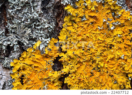 Xanthoria parietina. Orange lichen on a tree trunk Xanthoria parietina. Orange lichen on a tree trunk 22407712