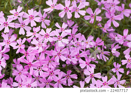 Pink and purple moss phlox flowers. Detail 22407717