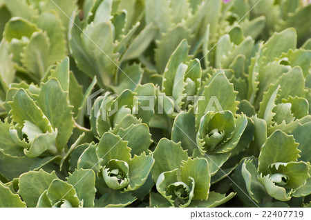 Orpine. Sedum foliage 22407719