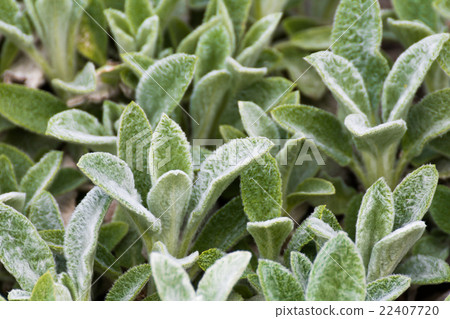 Stachys Woolly 22407720