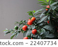 Red fruit 22407734