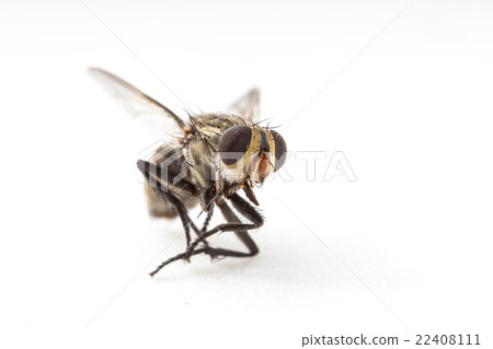 Dirty Dead Fly isolate Dirty Dead Fly isolate 22408111