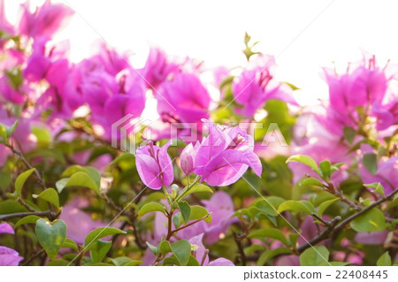 Bougainvillea (Bougainvillea) Bougainvillea (Bougainvillea) 22408445