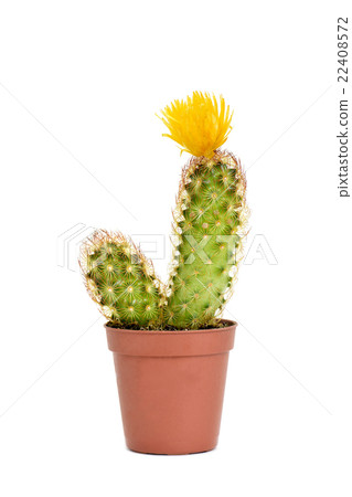 ladyfinger cactus with a yellow flower ladyfinger cactus with a yellow flower 22408572