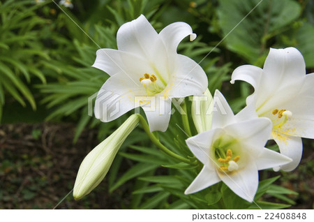 百合花 百合花 22408848