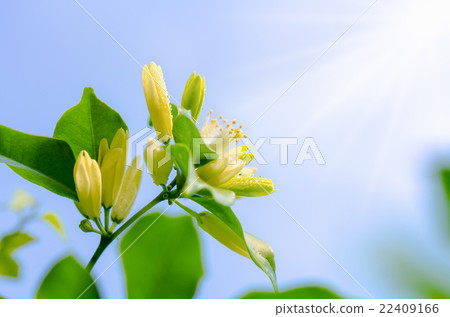 White flowers of Murraya paniculata 22409166