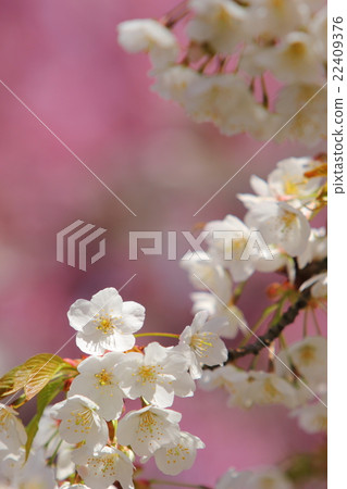 Cherry Blossom	 22409376