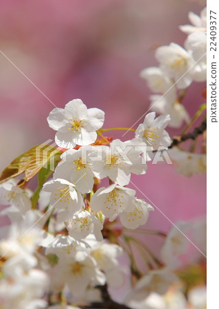 Cherry Blossom	 22409377