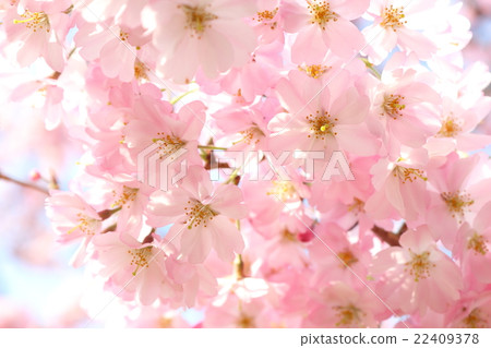 Sakura (thinkakawa cherry tree) 22409378