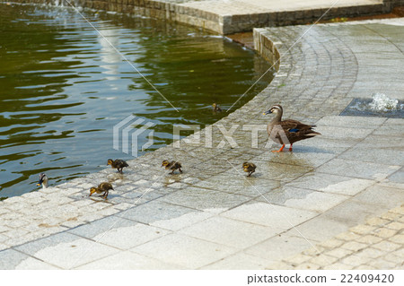 年輕人離開和新鮮的綠色Terrell公園Karugamo父母和孩子噴泉池塘 22409420
