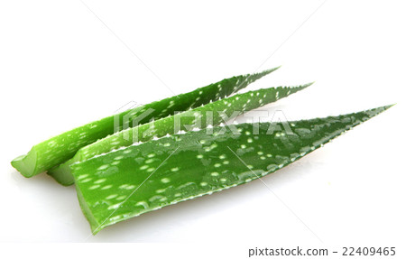 Aloe plant Aloe plant 22409465