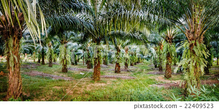Palm oil plantations, Khao Sok, Thailand. 22409523