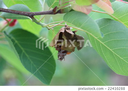 Insects worn with leaves of June berry and fine hair 22410288