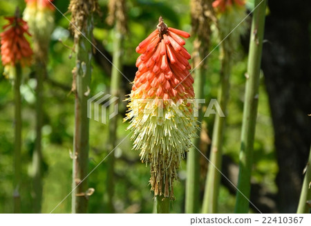 Toritoma Toritoma 22410367