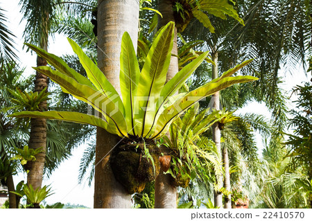 bird nest fern bird nest fern 22410570