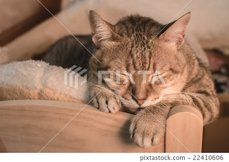 cat at sleep cat at sleep 22410606