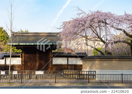 A branched cherry tree at Arisugawa Miya Old House 22410620