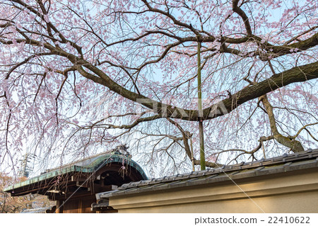 A branched cherry tree at Arisugawa Miya Old House A branched cherry tree at Arisugawa Miya Old House 22410622