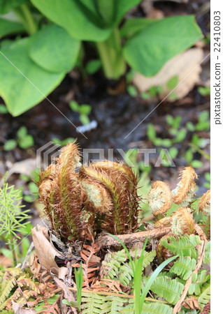 Representative of wild vegetables Sprout of spring Representative of wild vegetables Sprout of spring 22410803