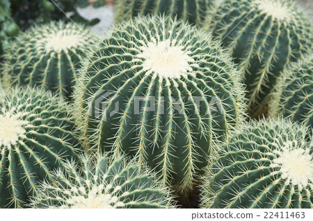 Cactus 22411463