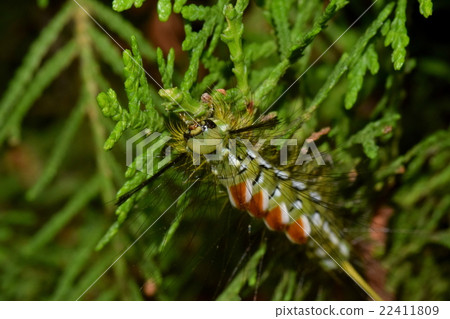 Larva of Sugidokchuga eating leaves 22411809