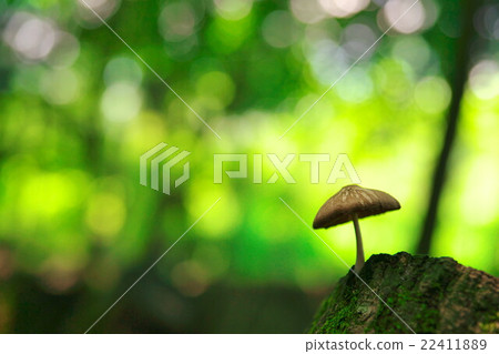 蘑菇通過陽光站在森林裡 蘑菇通過陽光站在森林裡 22411889