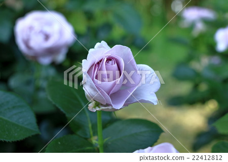 rose	 22412812