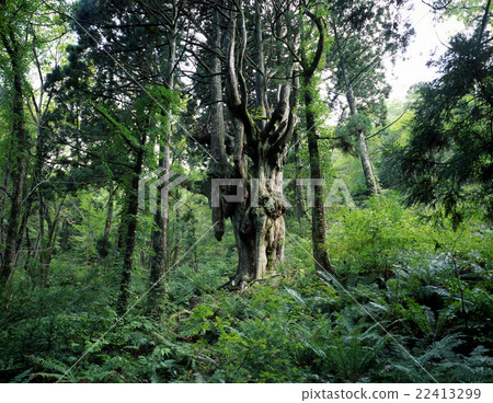 Iwakura的乳房雪松 22413299