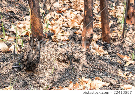 Ash and burned grass field ground after fire. 22413897