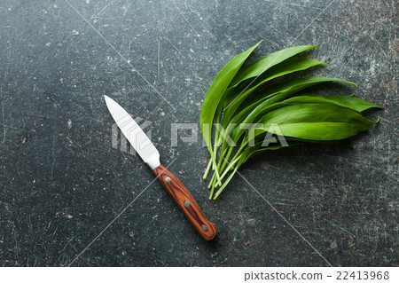 Fresh ramsons leaves. 22413968