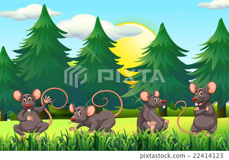 Four rats in the field - Stock Illustration [22414123] - PIXTA