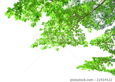Leaf fresh green background 22414522