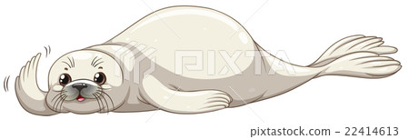 Seal with white skin Seal with white skin 22414613
