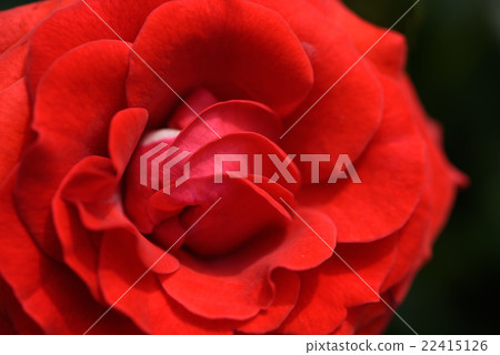 Expo Memorial Park rose 97 2016 22415126