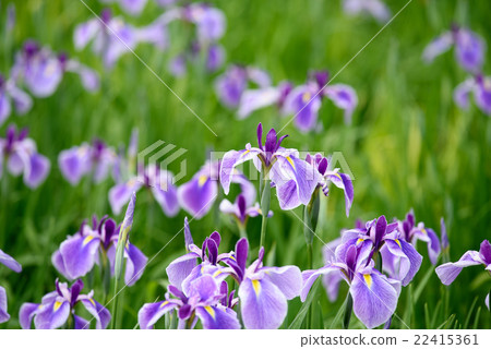 世博會紀念公園虹膜2 2016年 22415361