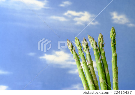 蘆筍蘆筍 蘆筍蘆筍 22415427