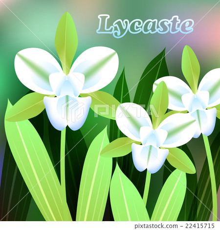 Beautiful Flower, Illustration of Lycaste orchid w 22415715
