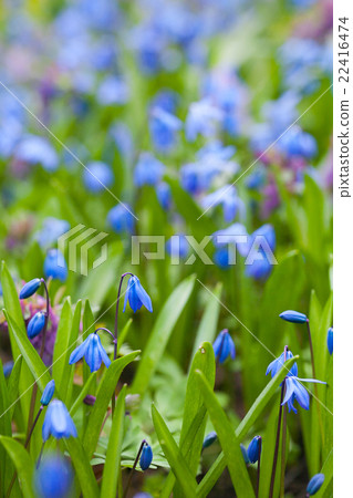 Spring flowers  22416474