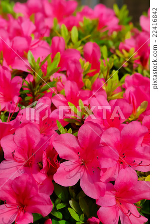 杜鵑花的花 22416842