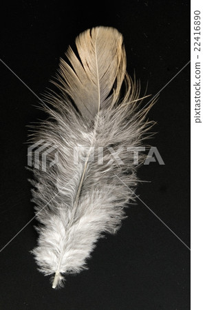 feather 22416890