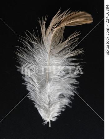 feather feather 22416894