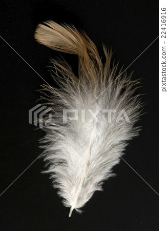 feather 22416916
