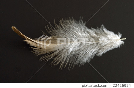 feather 22416934