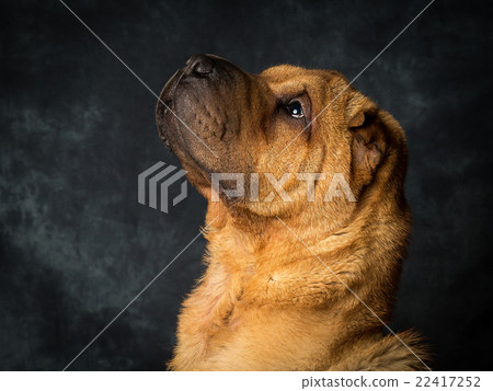 Shar Pei Dog 22417252