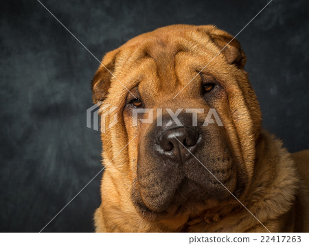 Shar Pei Dog Shar Pei Dog 22417263